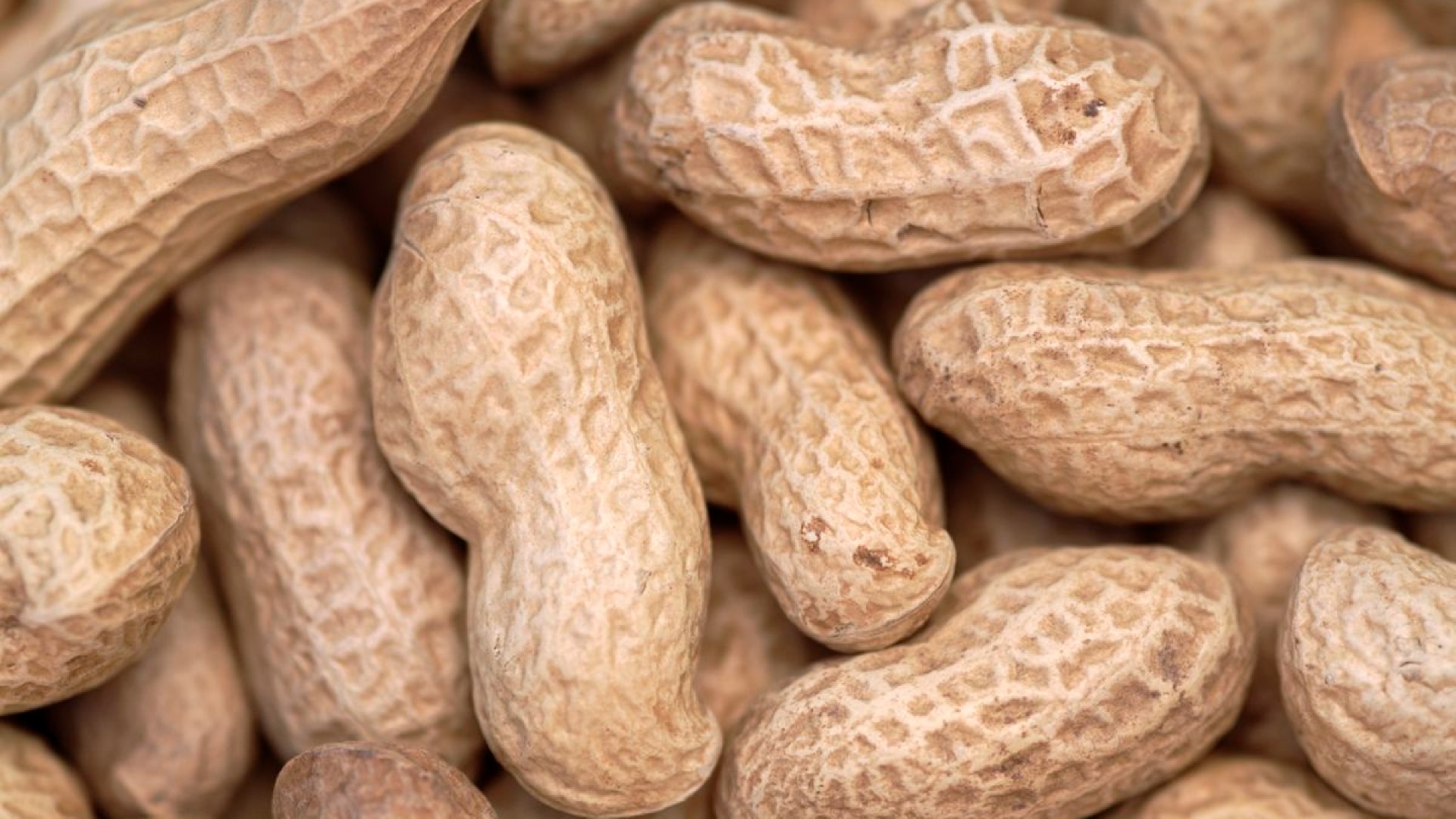 Arachide : les exportations à nouveau autorisées au Sénégal